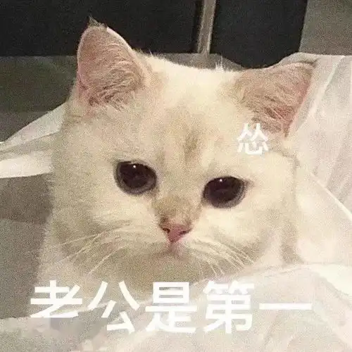 猫咪表情包今晚一起吃饭吗
