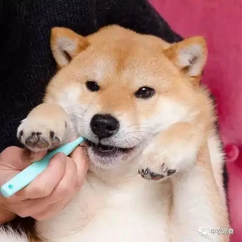 柴犬嫌弃的表情包刷牙
