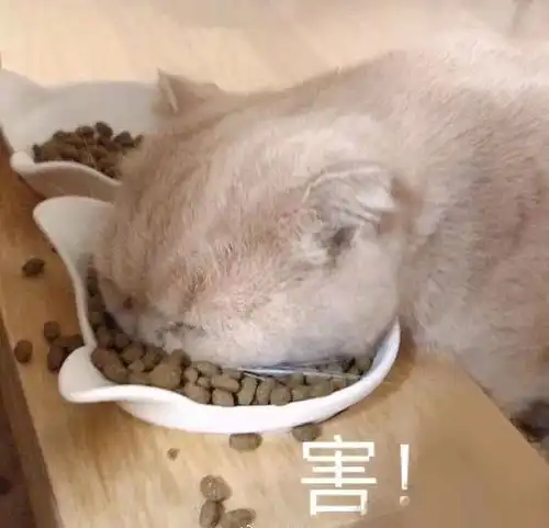 养猫后的你多久没有出远门了