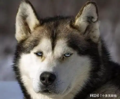 中大型犬如何挑选狗粮
