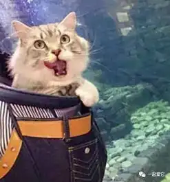 宠趣带喵星人去水族馆猫猫的表情太逗了