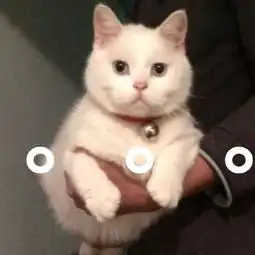 猫咪表情包睡了告辞