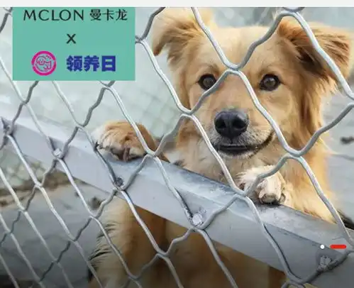 小狗因病被遗弃,一位姑娘路过却给它做起了人工呼吸...