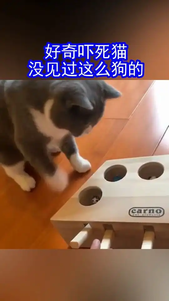 好奇害死猫,没见过这么狗的主人