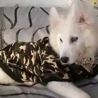 微信萨摩耶头像超级可爱萌萨摩耶头像微信头像图片大全