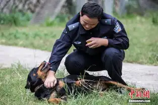 警犬表情包猛犬也卖萌