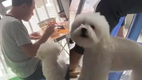 爸爸偷喂狗子被女儿大声制止,狗子怒目圆睁骂骂咧咧,小表情亮了