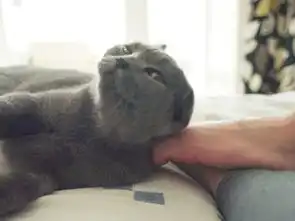 猫和男人的脚