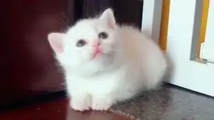 谁还没个小奶猫的时候呢喵小琥的孩子杂锦