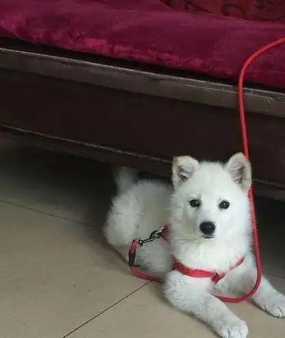 狗狗因不是纯种萨摩耶再次遭遗弃,小姐姐一把把它给抱回了家