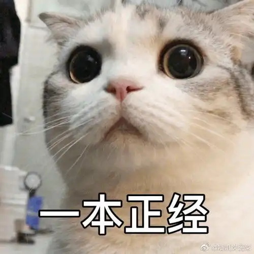 这个猫猫的表情包太可爱了谁有这只猫的表情包吗万分感谢