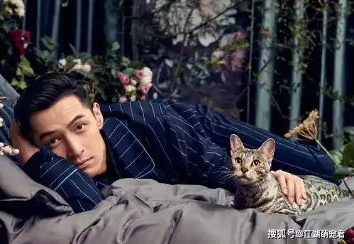 不想猫咪寿命缩短,这几点很重要