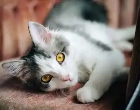 小猫出生5天就被抛弃,男子自学知识,养成盛世美颜猫