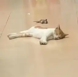 猫咪在地上睡觉,身后躺着怪玩意,男子看清后笑喷怎么是老鼠