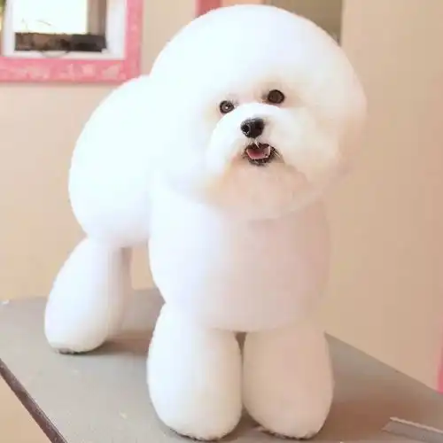 男生抱萨摩耶头像汪星人