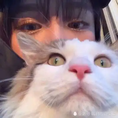 猫咪头像男生代表什么反