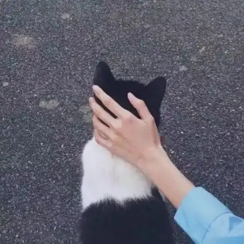 我的猫怎么还不死