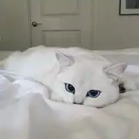 微信猫头像高冷图片微信头像图片大全