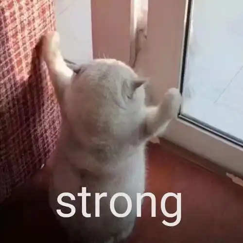俺妹黑猫表情包ver