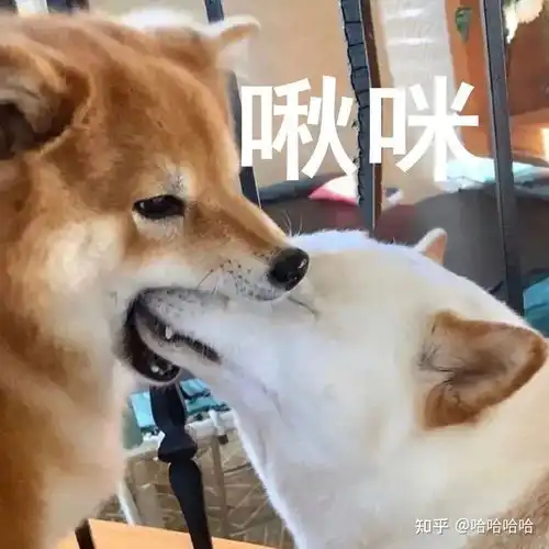 柴犬嫌弃的表情包网线