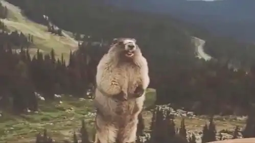 最可怜的土拨鼠,因起床太早被判死刑