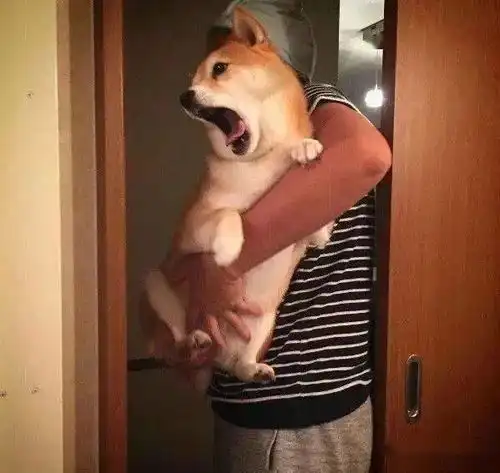 主人给柴犬洗澡,一开始它表情狰狞,后续还真逃不过真香定律了