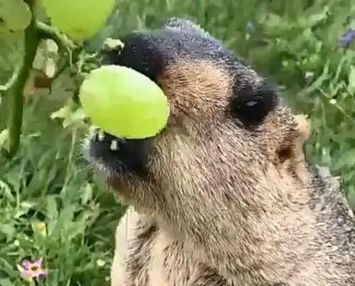 美女拿葡萄喂土拨鼠,被土拨鼠吃得精光,网友都看饿了