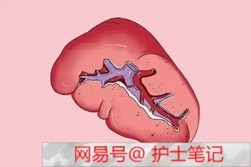一个人人用的起的生精方,简单两味药,养肝精补脾精填肾精