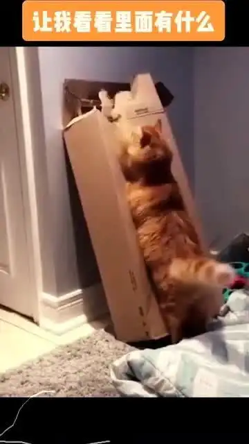 好奇害死猫表情包gif猫