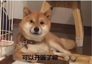柴犬表情包你再捏我脸我和你急
