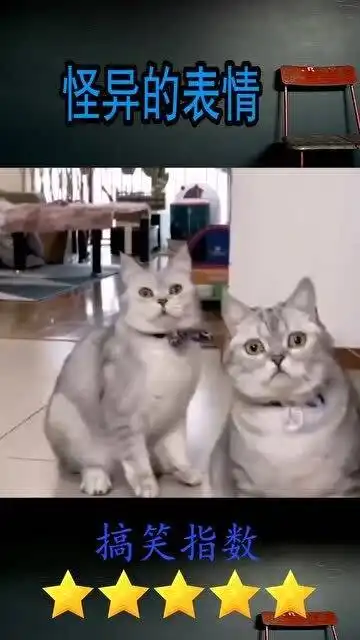 男生用猫猫表情包五花大
