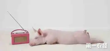 秋季风大,我们应该如何管理猪群和猪舍