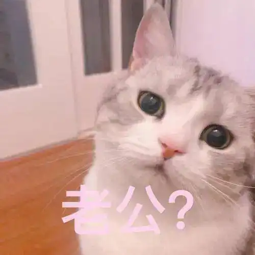 男友在吃虾尾,结果猫咪这样的表情,真是太可爱了