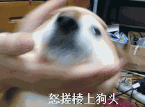 吕子乔gif表情包doge