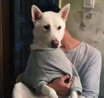 狗头像男生专用版沙雕手
