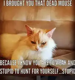 一只被领养的猫咪,天生一副别人欠它小鱼干的表情