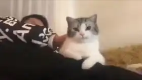 猫子行为大赏39