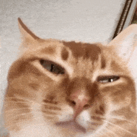 网红猫咪沙雕猫咪敦敦表情包二