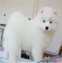标题苏州出售纯种微笑的澳版萨摩耶犬苏州萨摩耶犬价格苏州萨摩耶图片萨摩耶价格