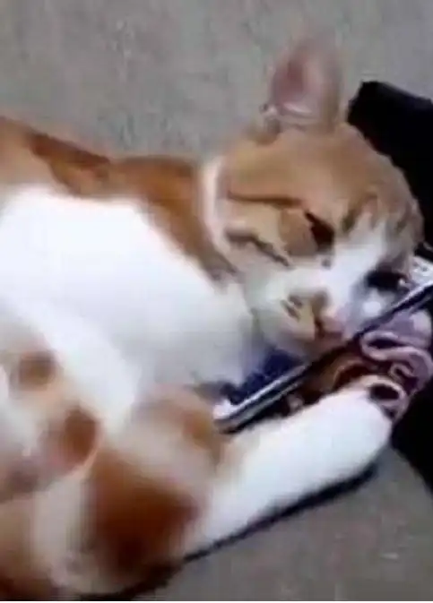 猫咪看见去世主人的视频,泪流满面蹭屏幕,眼神让人心疼不已