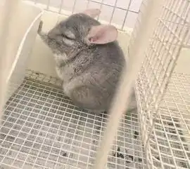 盘点当下的热门网红宠物,哪些是你一直想养却没养的呢