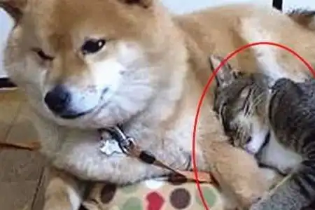 被猫咪压到胳膊发麻,柴犬依旧不忍抽走,最后的表情说明一切