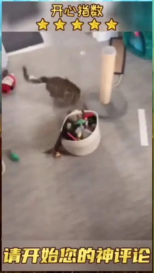 好奇心害死猫,老鼠没粘到,没想到猫咪上去了