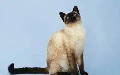 男子自称不喜欢猫,撸猫被发现,立马把猫放下,尴尬表情让人笑喷