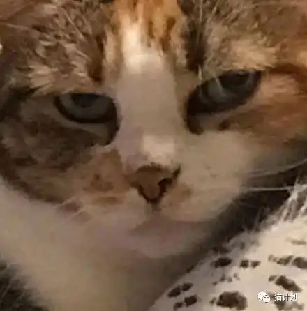 猫咪头像男生代表什么男