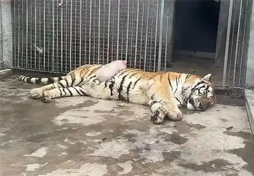 扮猪吃老虎是真的动物园里小猪趴在老虎肚子上睡觉