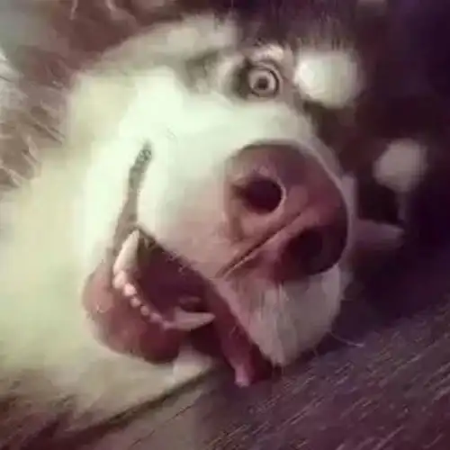 那些你很冒险的梦