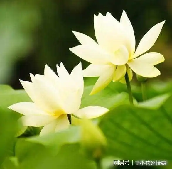 你终究会明白,人这一生的好运气,不会超过二十年的时间635101