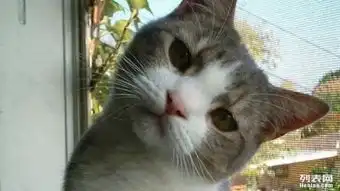 临沂爱猫交流中心群