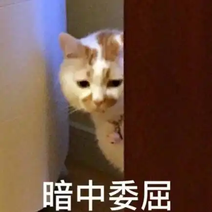 胜利路等红灯时,一个东西窜到车底不见了女司机决定把车拆了也要找到它
